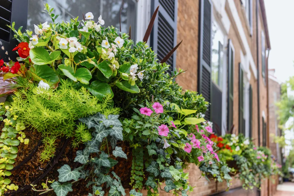 Balcones de verano: cómo lograr un balcón con cascada de flores