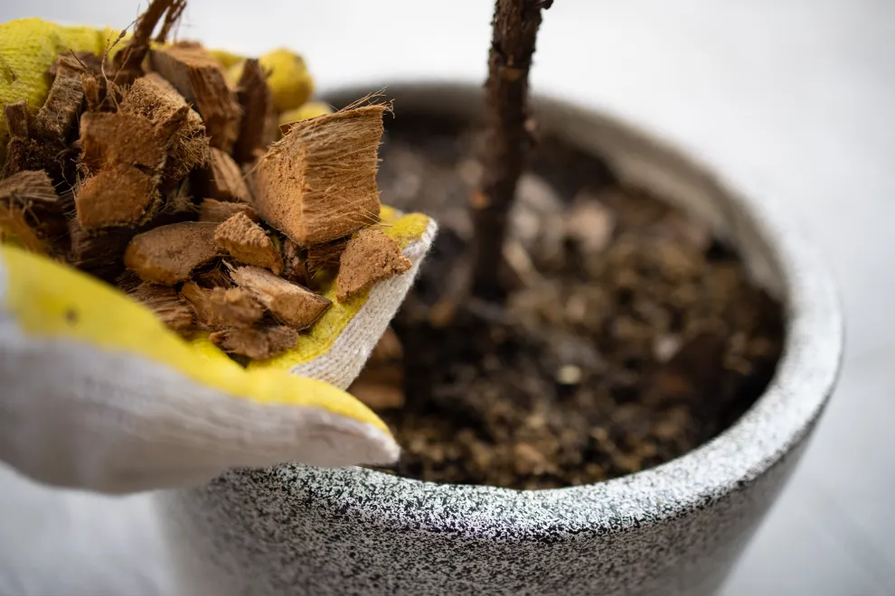 Foto de corchos en maceta.