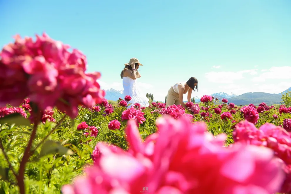 cultivo de peonias en Patagonia.