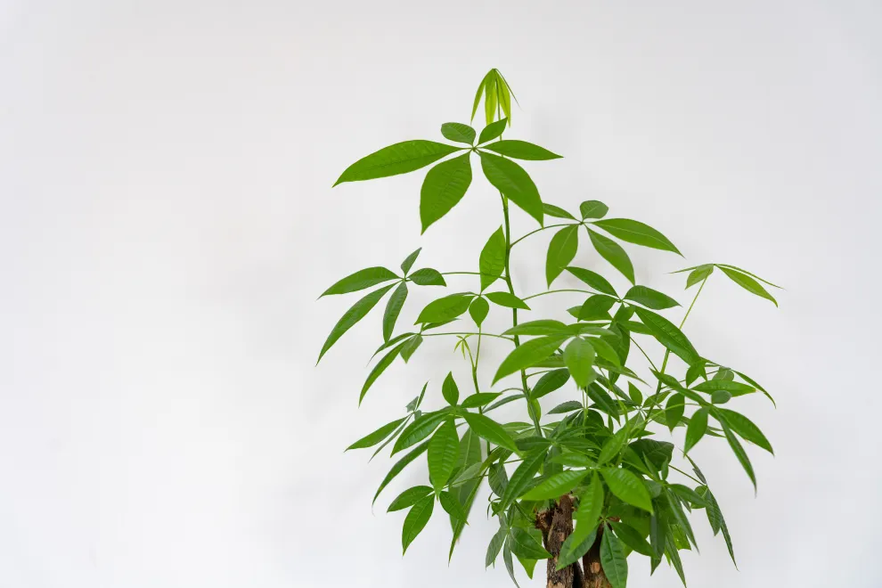 La planta que atrae prosperidad y se convirtió en la favorita del Feng Shui para decorar tu mesa