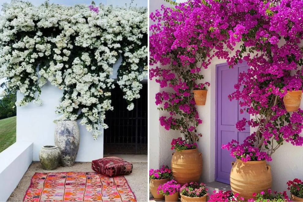 El árbol perfecto para sumar color en un mini patio o balcón