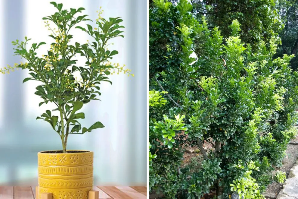 Los árboles son verdaderos pulmones verdes y, además, aportan un gran valor ornamental a cualquier espacio exterior.