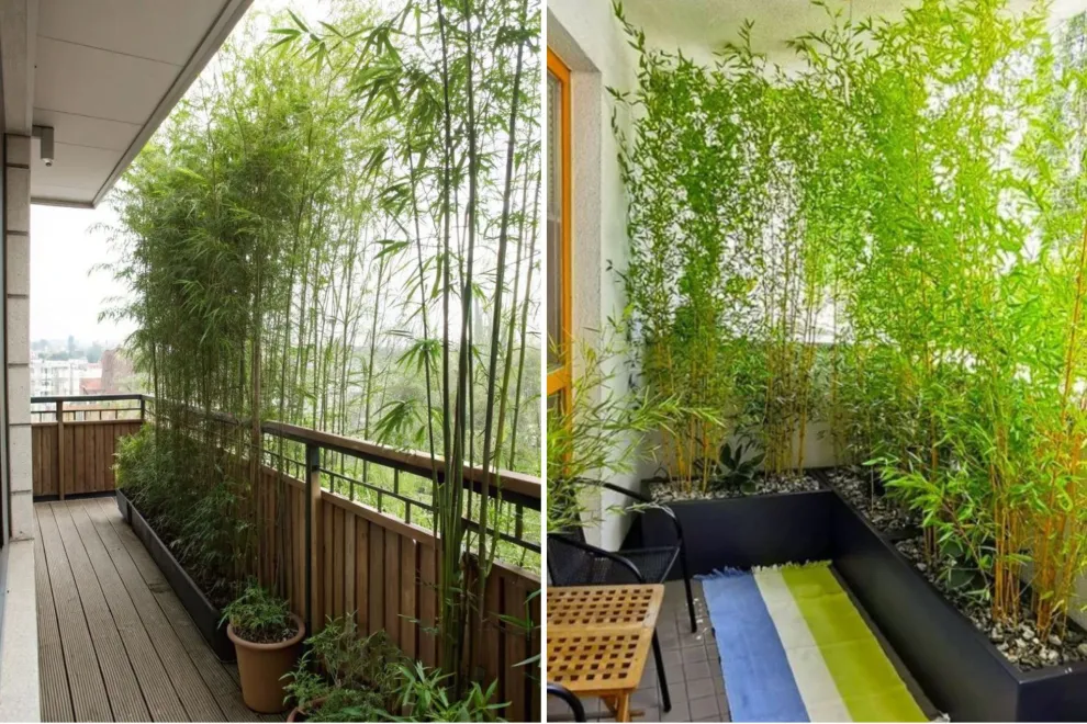 La planta perfecta para crear privacidad en balcones urbanos