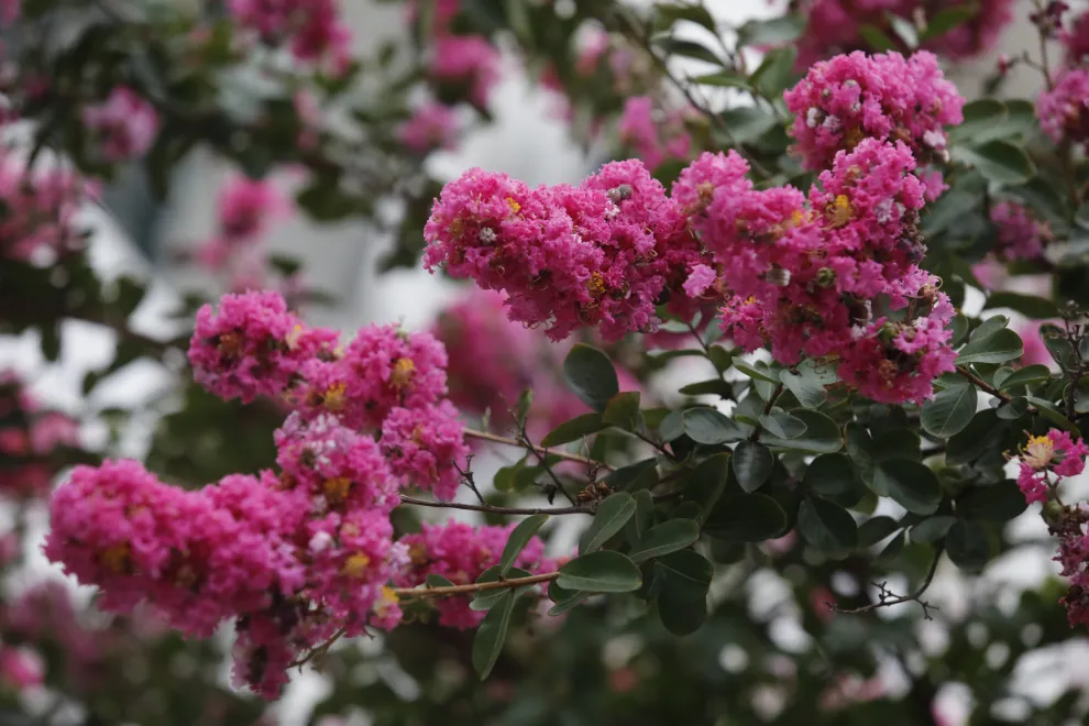 El árbol perfecto para dar media sombra y color en patios pequeños