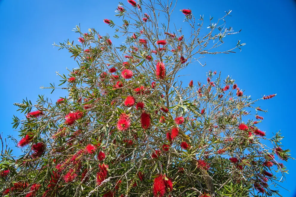 La Melaleuca es conocida por sus aceites esenciales con propiedades medicinales, especialmente la especie alternifolia, famosa por el aceite de árbol de té.