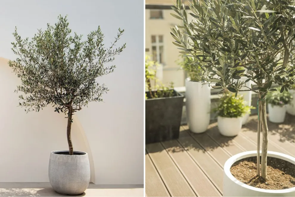 Mini árbol ideal para tener sombra en tu balcón.