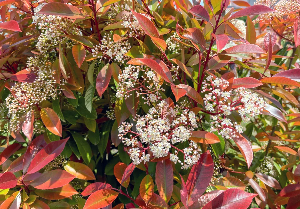a Photinia Red Robin, especialmente en su versión formada como arbolito, aparece como una de las opciones más atractivas para sumar estilo sin sacrificar espacio.