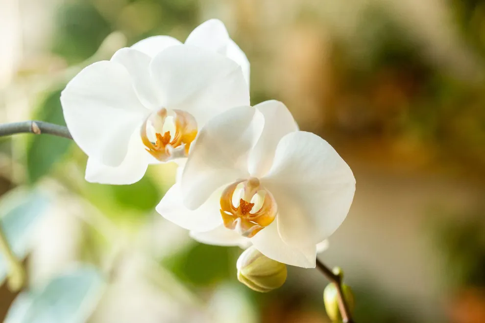 Las orquídeas representan belleza, elegancia, abundancia y espiritualidad. Su presencia suele asociarse con armonía y bienestar en el hogar.