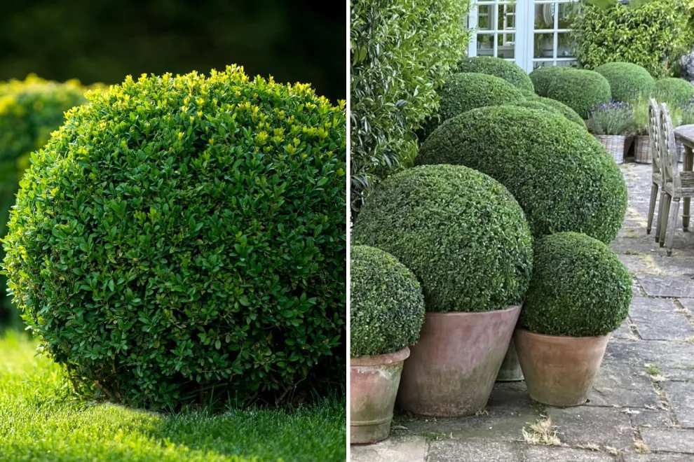 El boj (Buxus sempervirens) es una de las mejores opciones para quienes buscan recrear un bosque urbano en maceta.