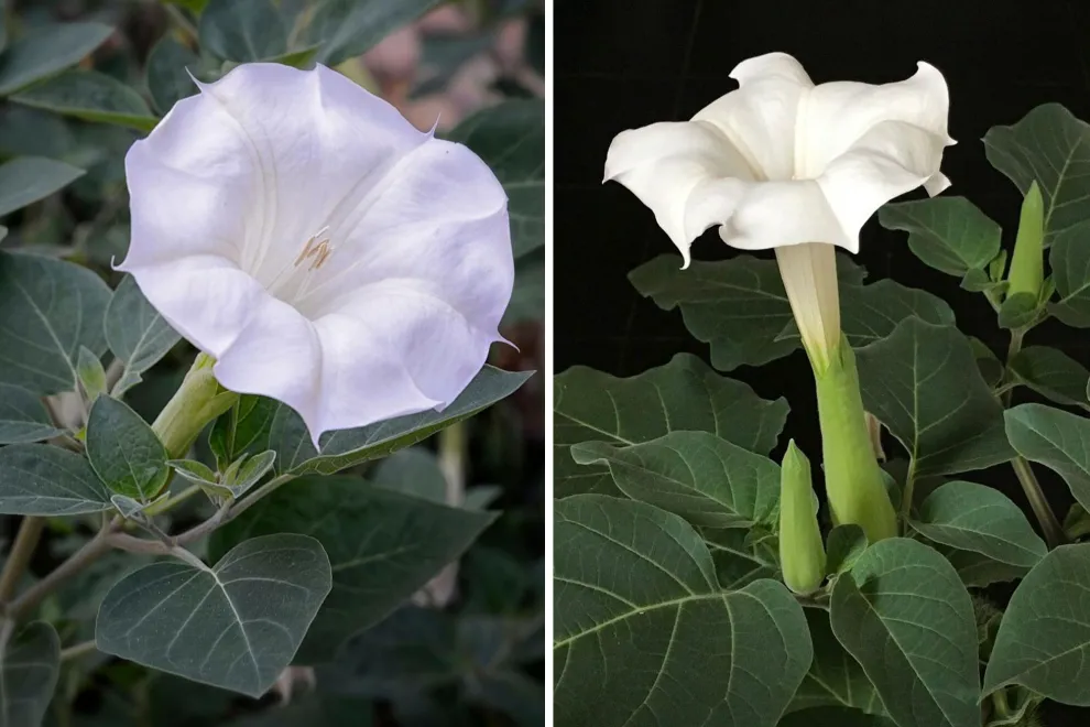 Esta trepadora no solo ocupa poco espacio, sino que además perfuma el aire por la noche, aportando una experiencia sensorial muy especial en el jardín o la terraza.