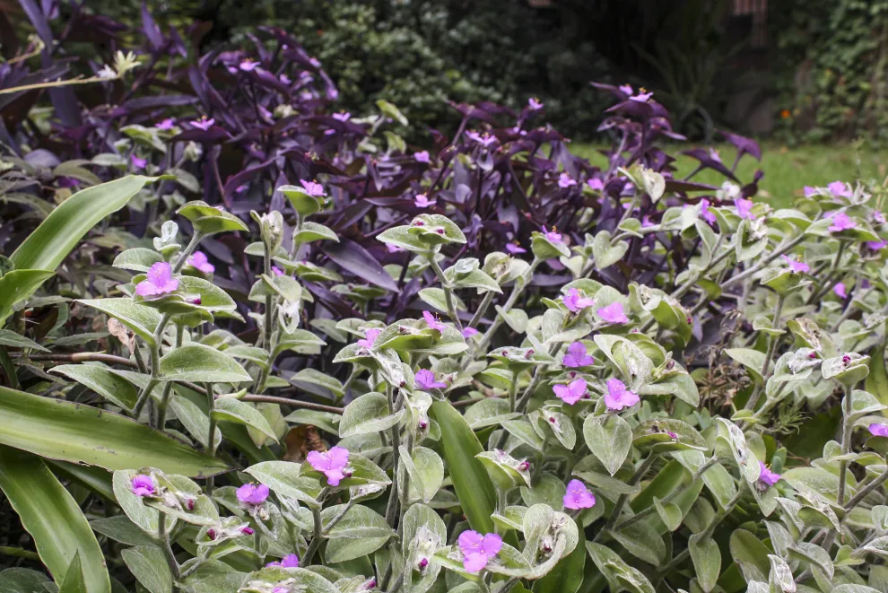 la Tradescantia pallida —también conocida como planta colgante morada o purple heart—. resiste a todo.