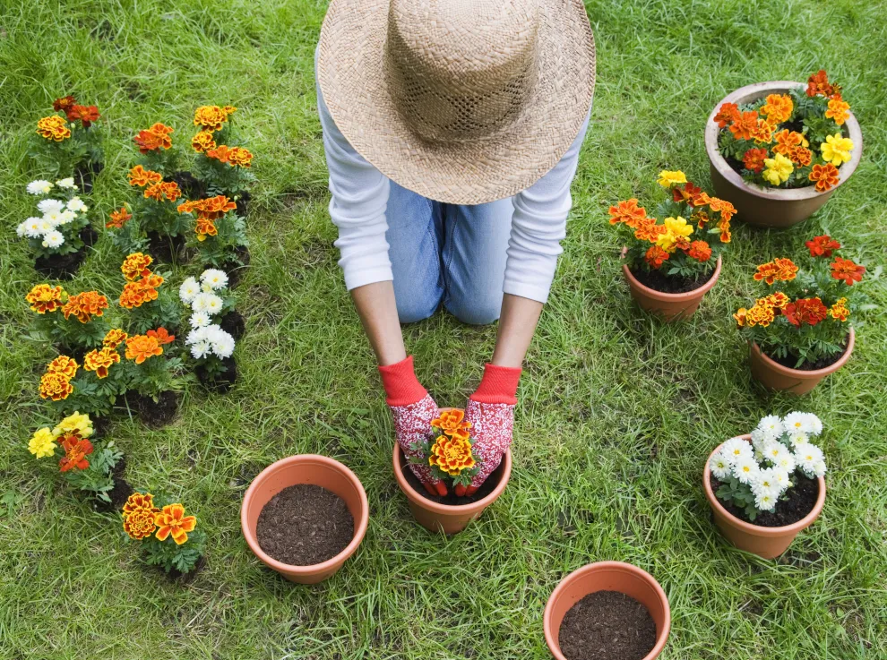 Tres plantas ideales para sembrar en enero y lograr un jardín lleno de flores