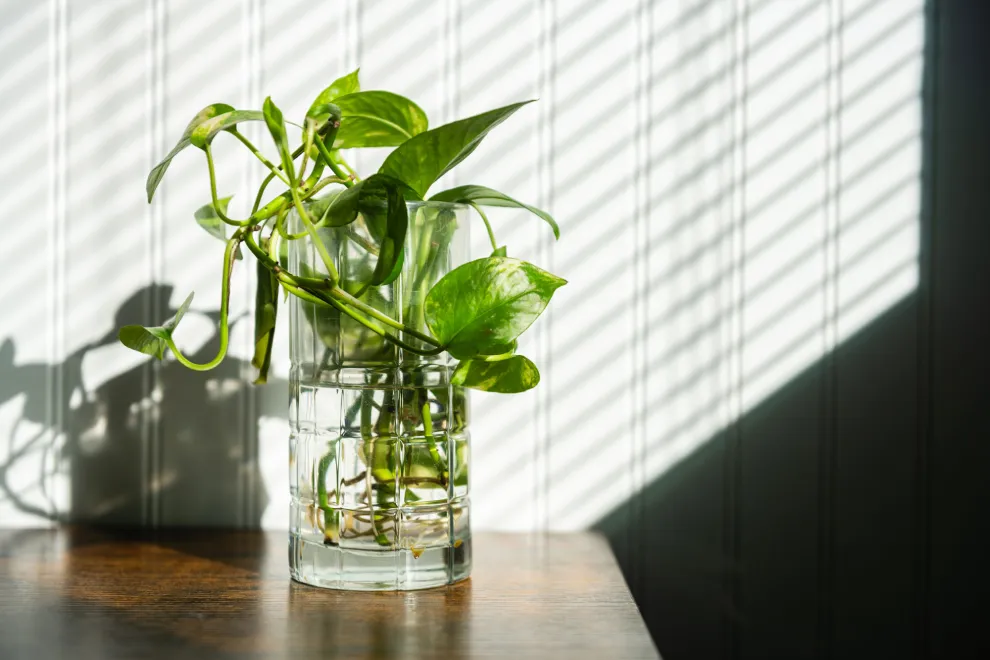 El potus, el bambú de la suerte y la planta cinta son opciones accesibles y decorativas que permiten sumar naturaleza al hogar sin complicaciones.