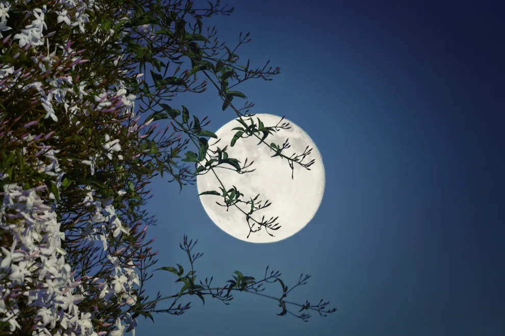 Luna de las Flores: cuál es su significado y cómo aprovechar su energía.