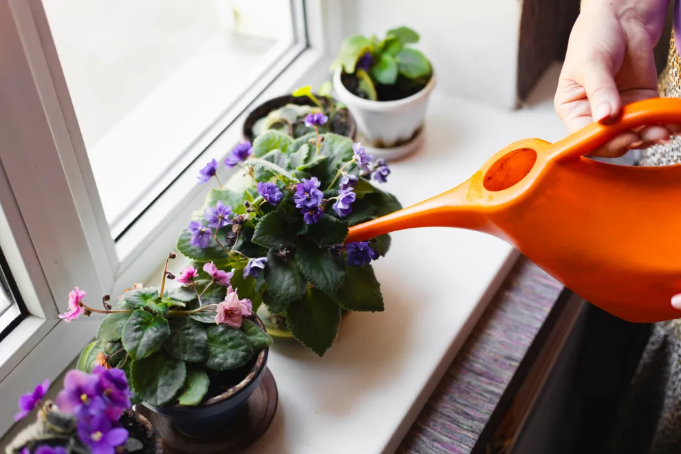 Foto de plantas.