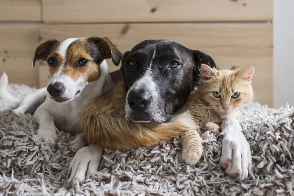 Foto de mascotas.