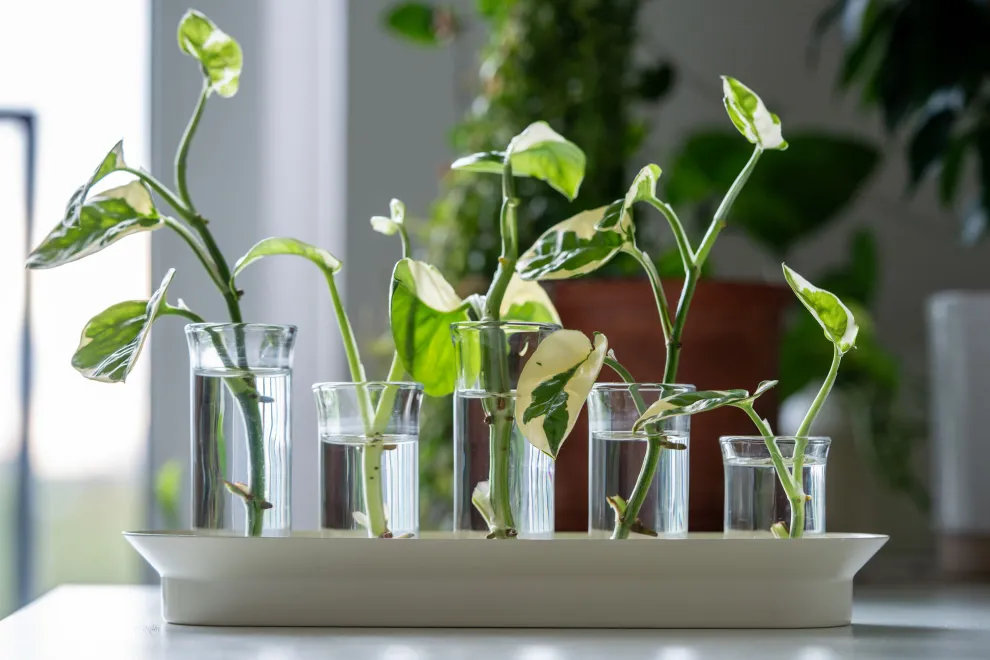 La propagación en agua es una de las formas más simples y económicas de multiplicar plantas en casa.